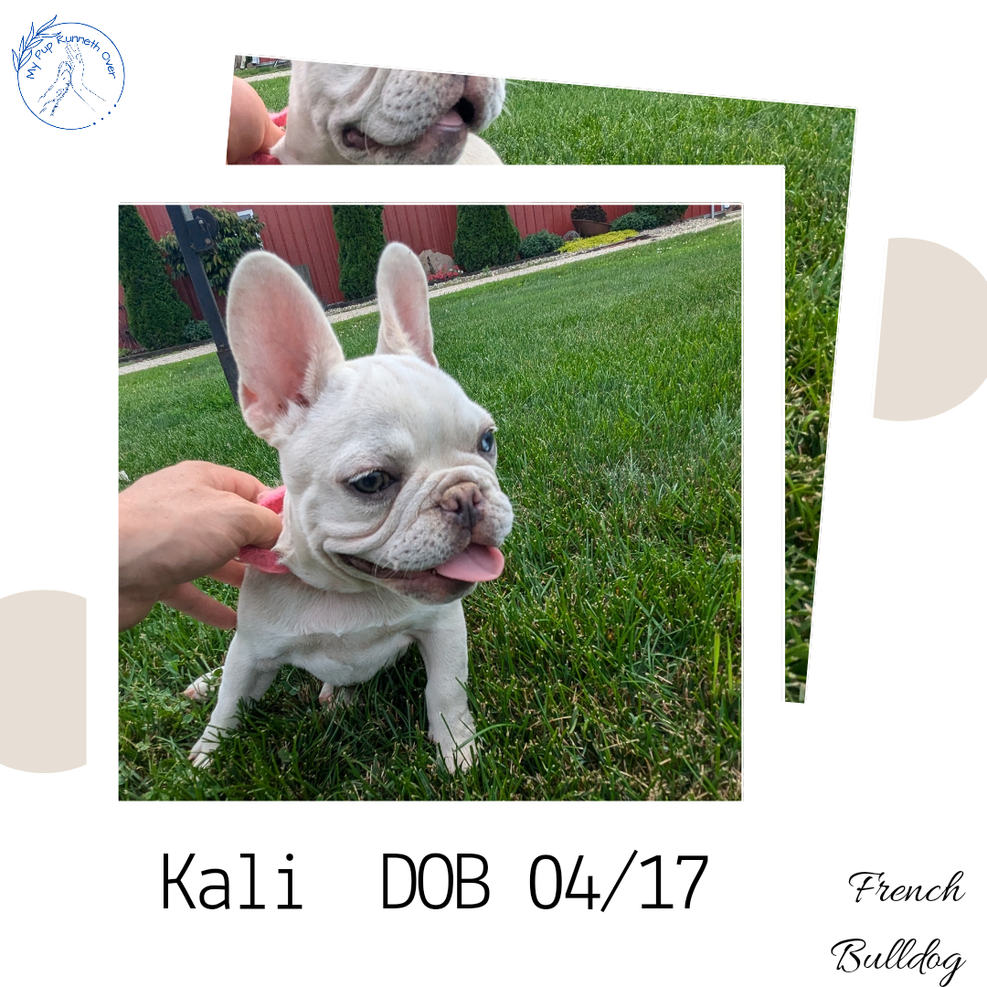 FRENCH BULLDOG (04/17) FEMALE