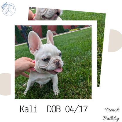 FRENCH BULLDOG (04/17) FEMALE