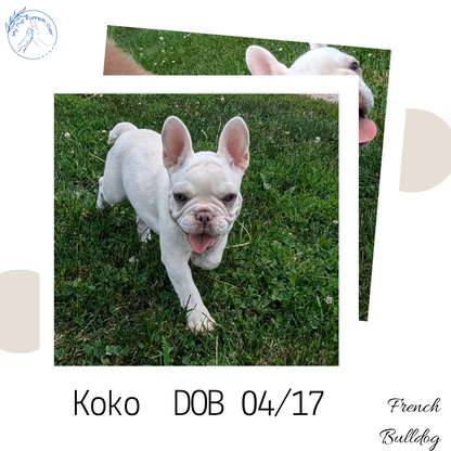 FRENCH BULLDOG (04/17) FEMALE