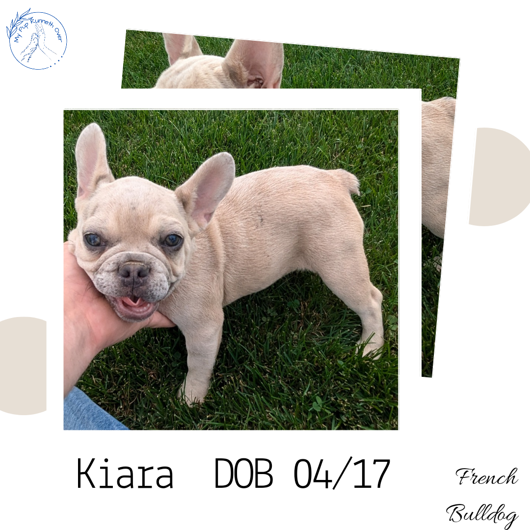 FRENCH BULLDOG (04/17) FEMALE