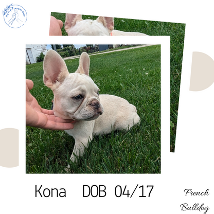 FRENCH BULLDOG (04/17) FEMALE