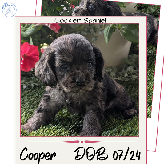 COCKER SPANIEL (07/24) MALE