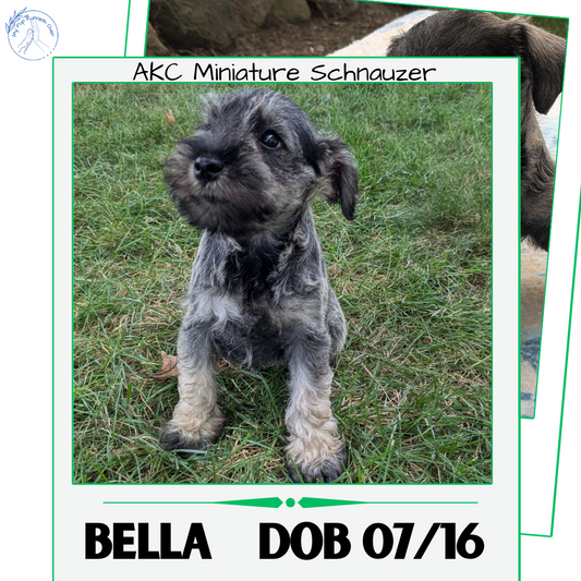 MINI SCHNAUZER (07/15) FEMALE