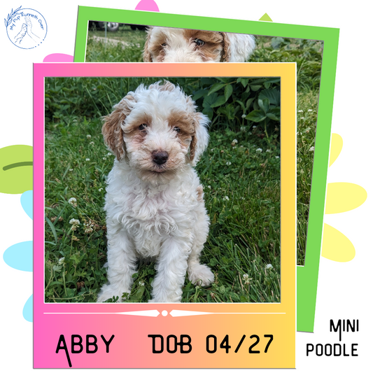 MINI POODLE (04/27) FEMALE