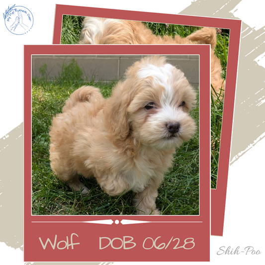 SHIH-POO (06/28) MALE