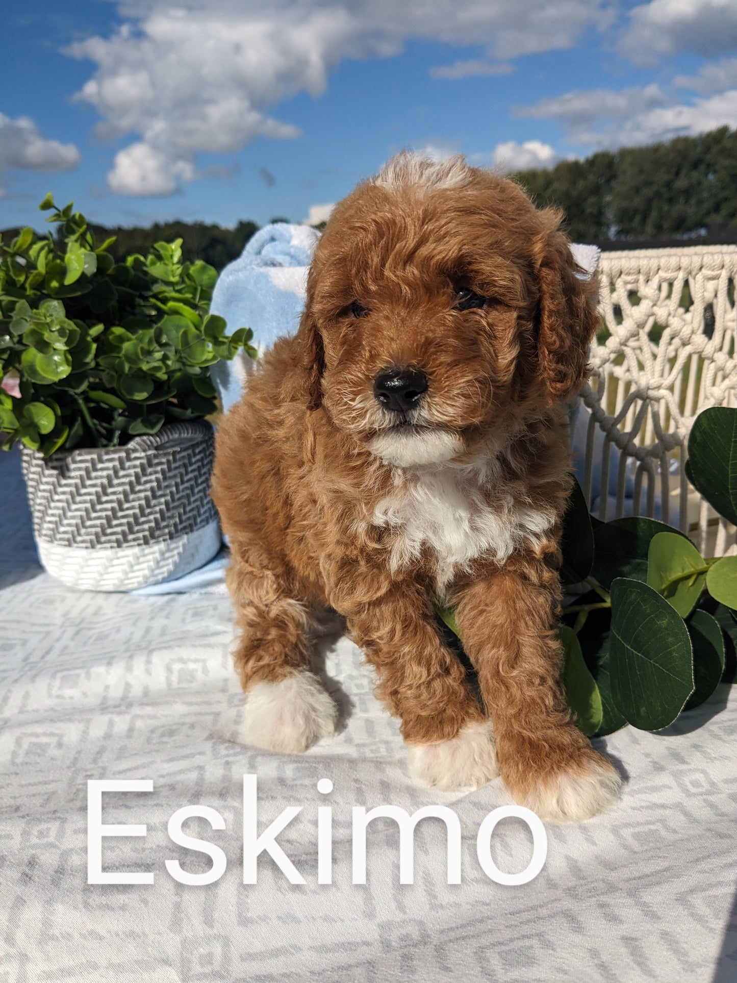 MINI GOLDENDOODLES (TEDDY X KYA)