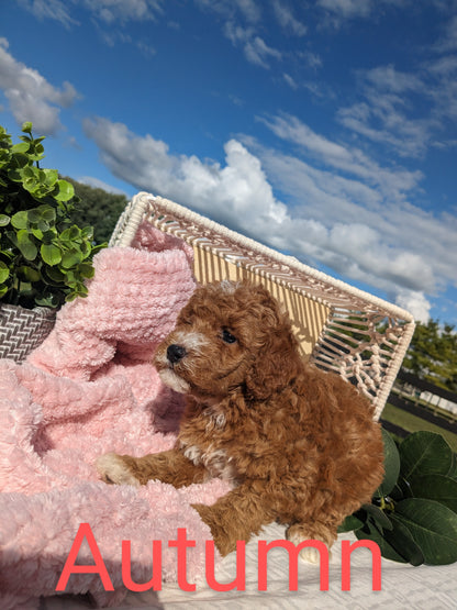 MINI GOLDENDOODLES (TEDDY X KYA)