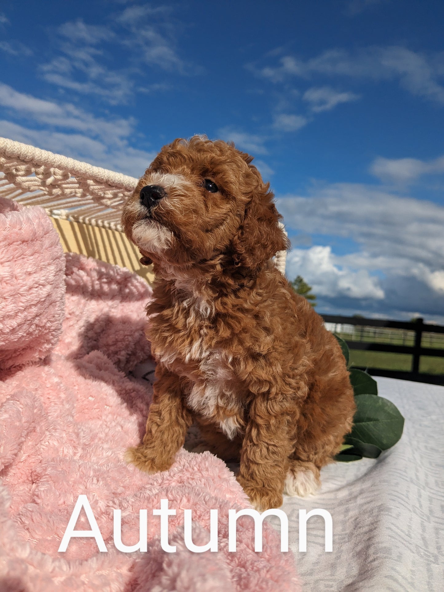 MINI GOLDENDOODLES (TEDDY X KYA)