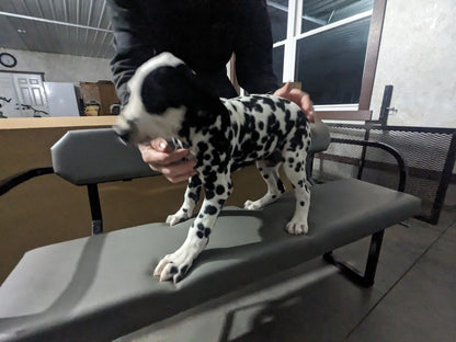 DALMATION PUPPIES (FEMALE)