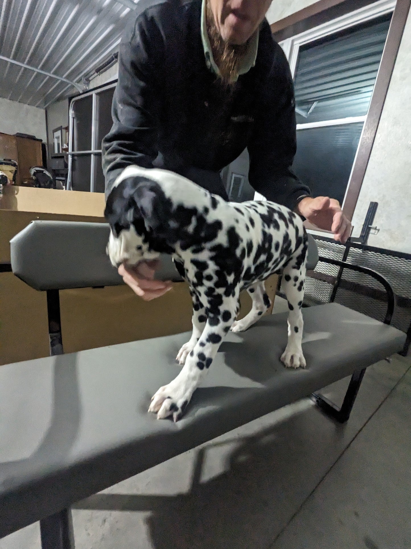 DALMATION PUPPIES (FEMALE)