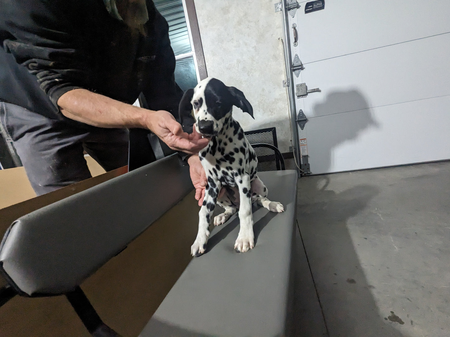 DALMATION PUPPIES (FEMALE)