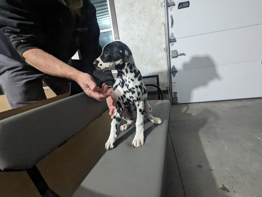 DALMATION PUPPIES (FEMALE)