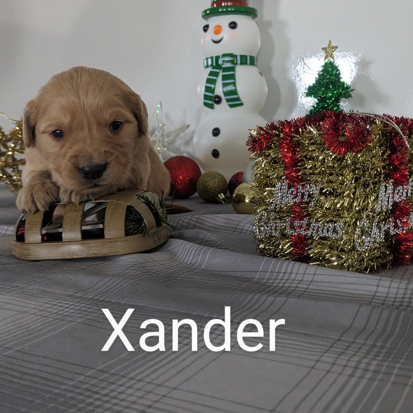 GOLDEN RETRIEVER PUPPIES (MALE)