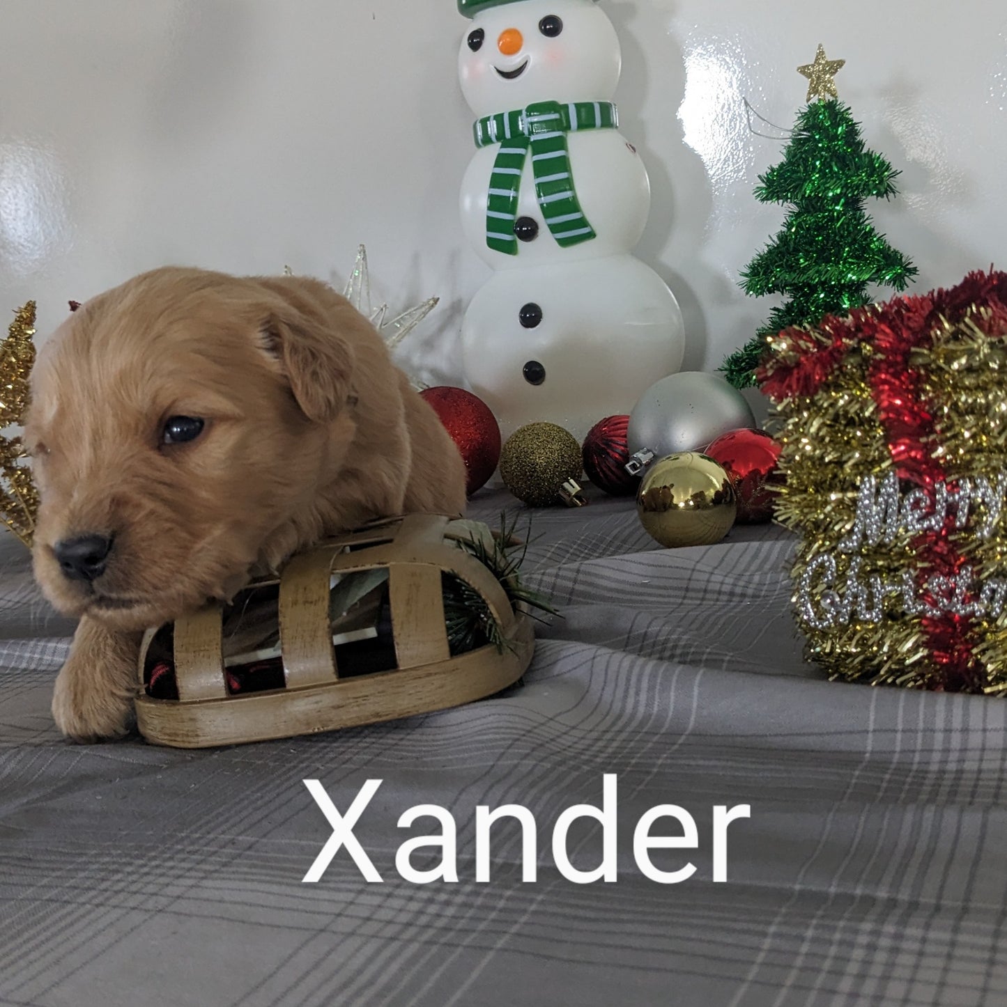 GOLDEN RETRIEVER PUPPIES (MALE)