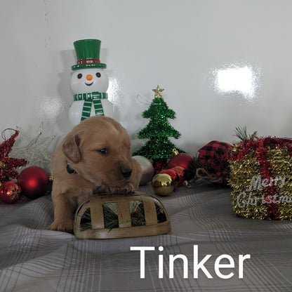 GOLDEN RETRIEVER PUPPIES (MALE)