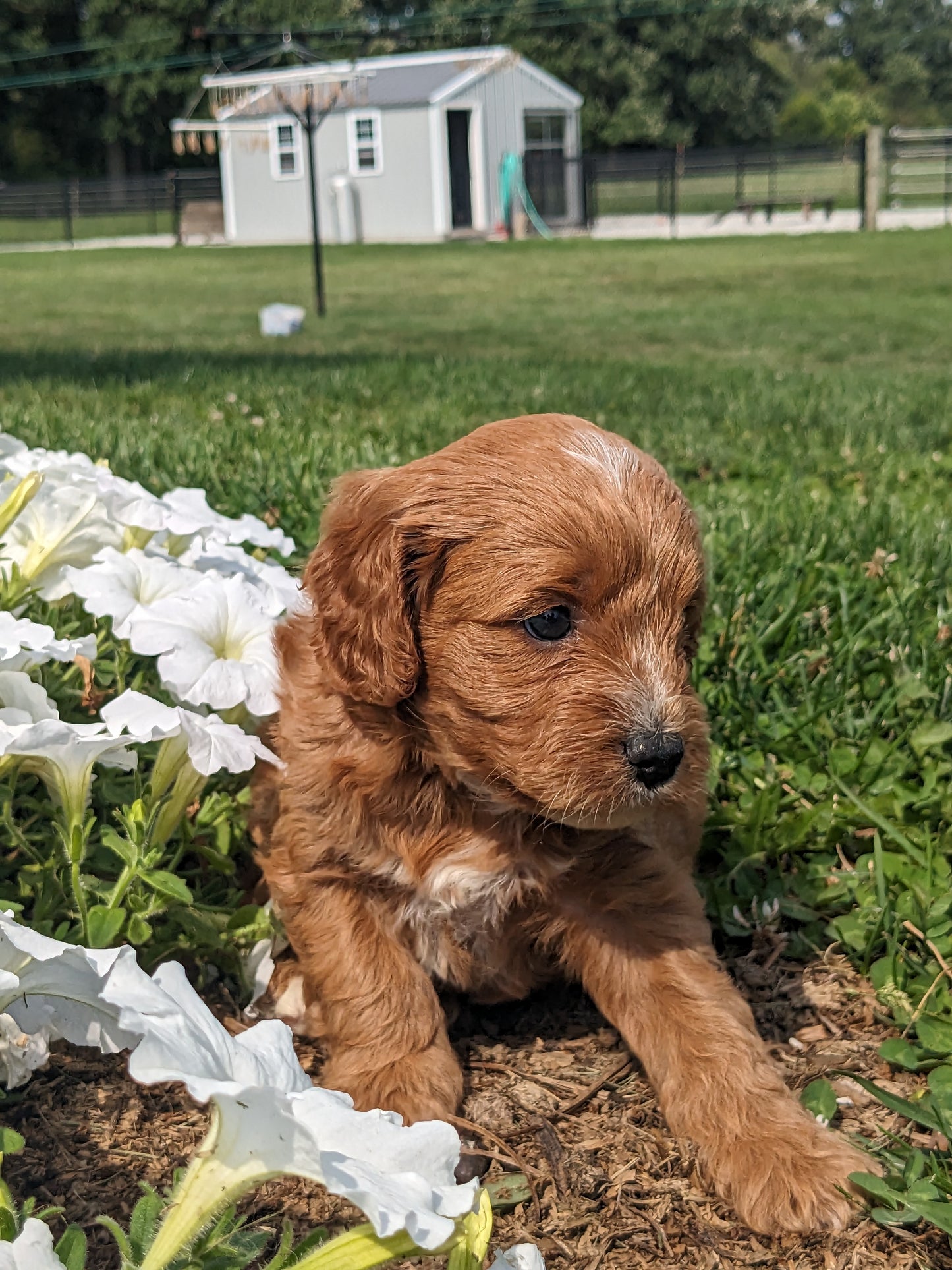 SCOUT X MOLLY CAVAPOO (MALE)