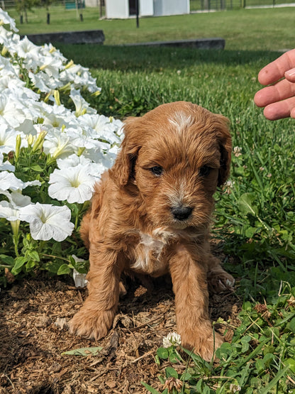 SCOUT X MOLLY CAVAPOO (MALE)