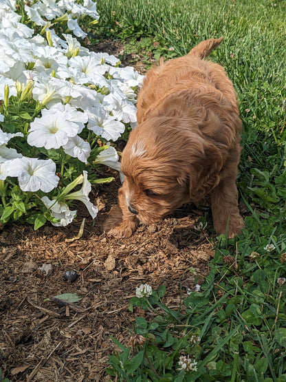 SCOUT X MOLLY CAVAPOO (MALE)