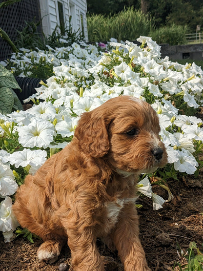 SCOUT X MOLLY CAVAPOO (MALE)