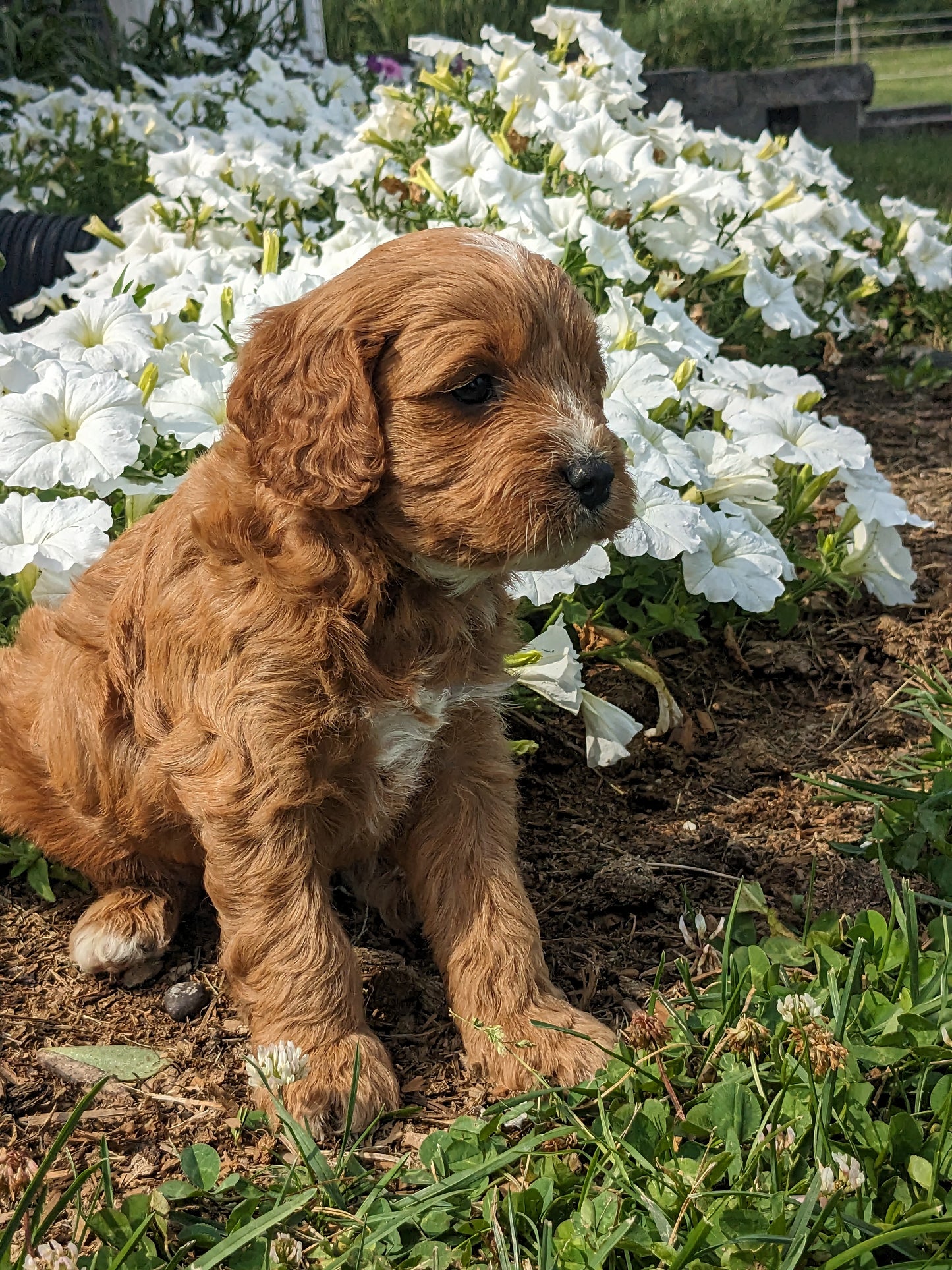 SCOUT X MOLLY CAVAPOO (MALE)