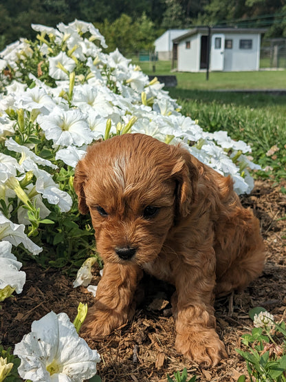 SCOUT X MOLLY CAVAPOO (MALE)