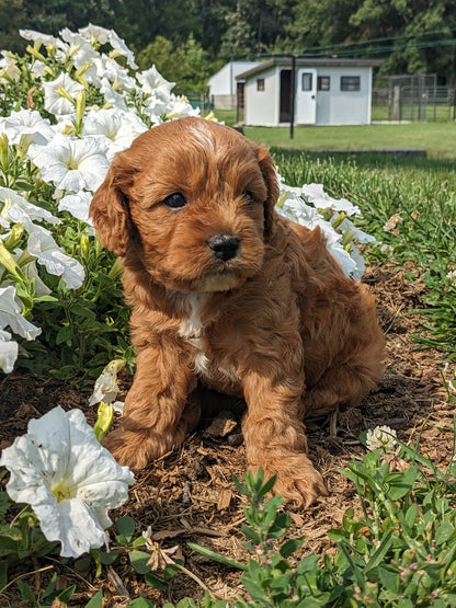 SCOUT X MOLLY CAVAPOO (MALE)