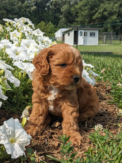 SCOUT X MOLLY CAVAPOO (MALE)