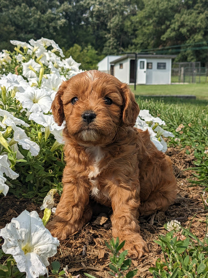 SCOUT X MOLLY CAVAPOO (MALE)