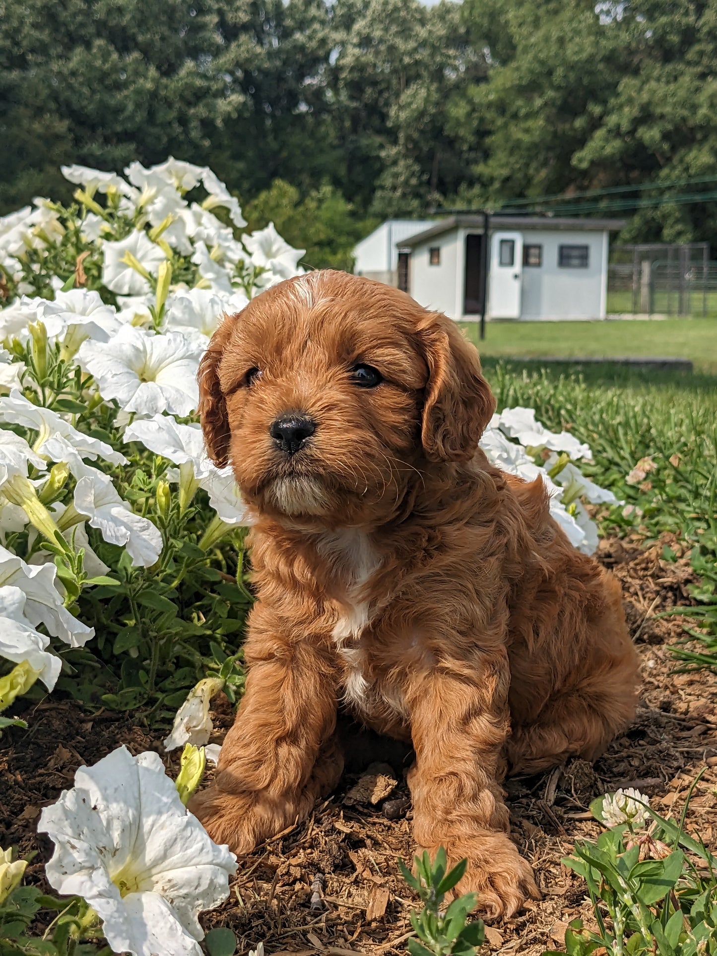 SCOUT X MOLLY CAVAPOO (MALE)