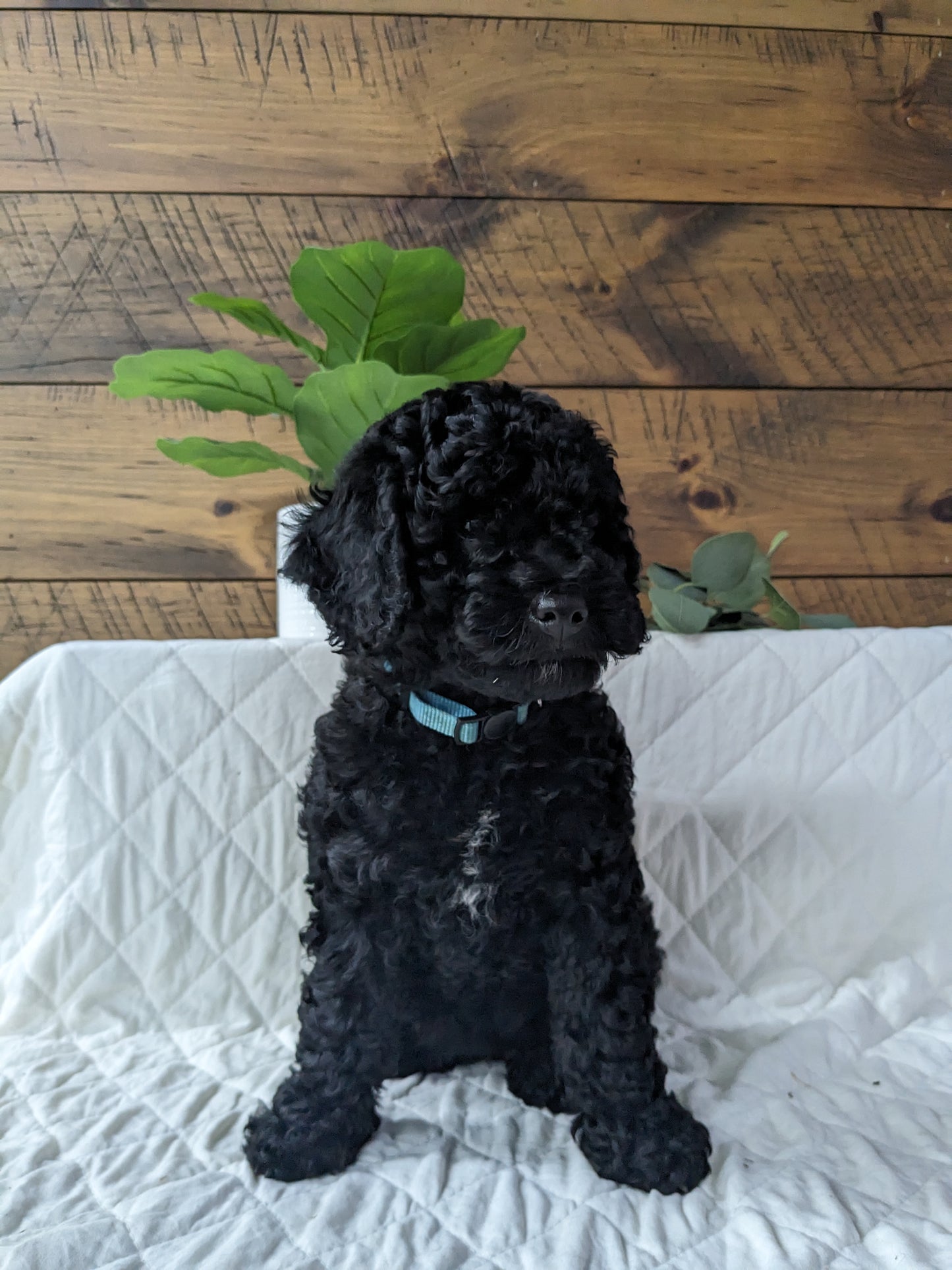 MINI LABRADOODLES