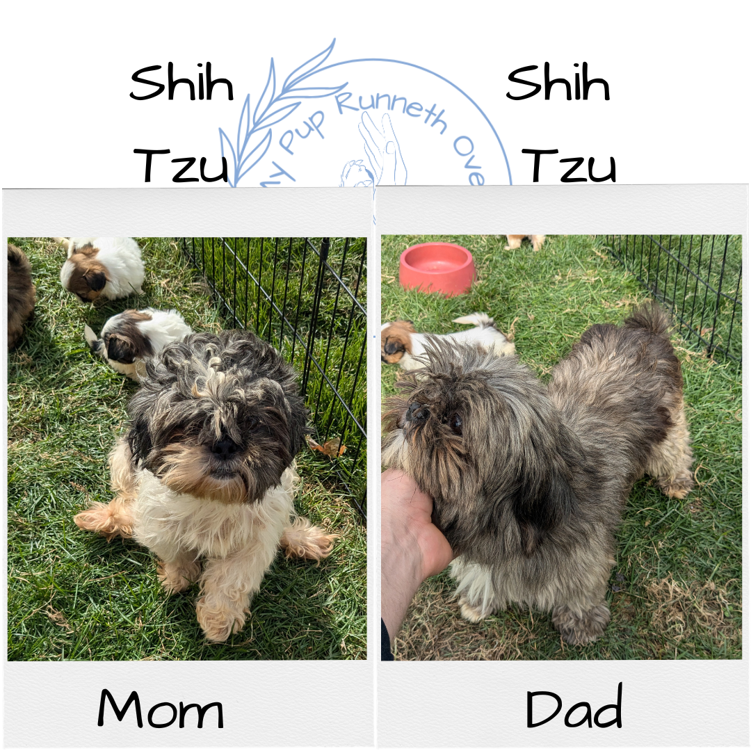 SHIH TZU (09/06) FEMALE