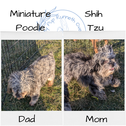 SHIHPOO (10/19) FEMALE