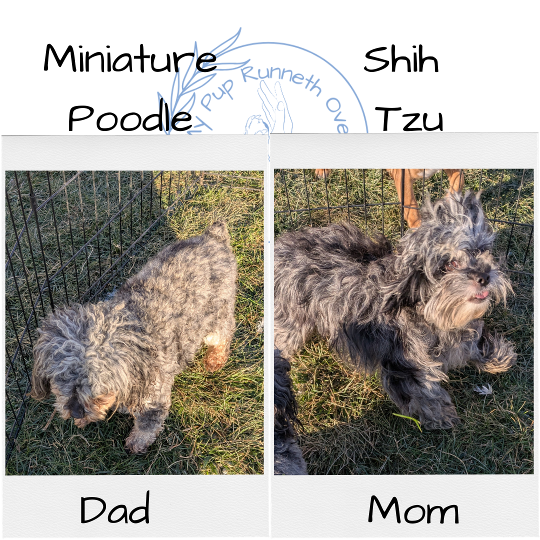 SHIHPOO (10/19) MALE