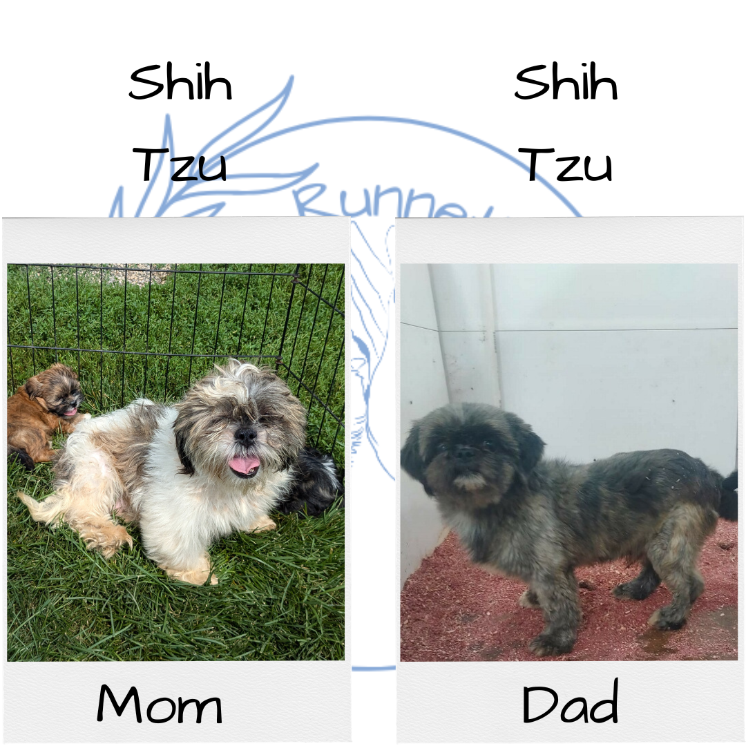 SHIH TZU (06/23) MALE