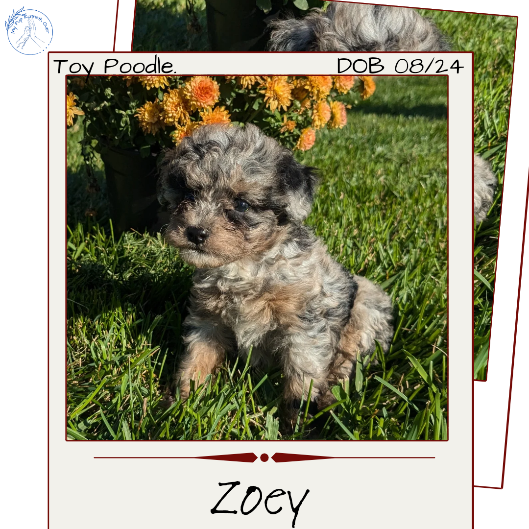 TOY POODLE (08/24) FEMALE