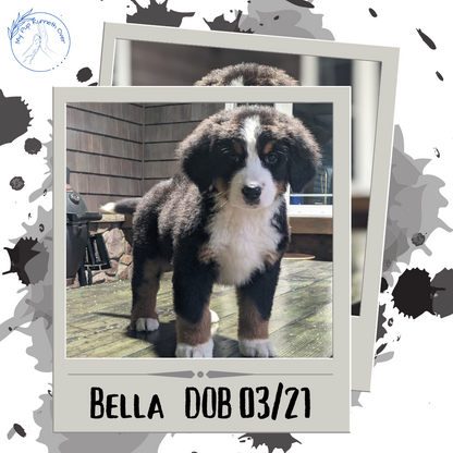 BERNESE MOUNTAIN DOG (03/21) FEMALE