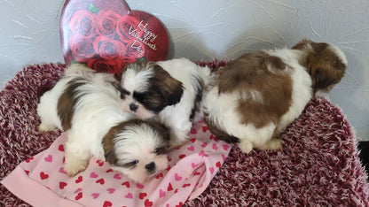 SHIH TZU (12/08) FEMALE