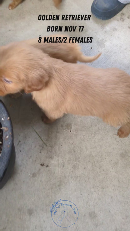 GOLDEN RETRIEVER (11/17) FEMALE