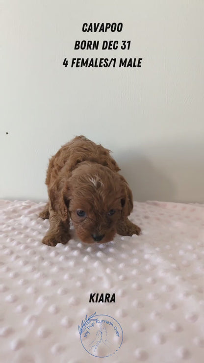 CAVAPOO (12/31) FEMALE