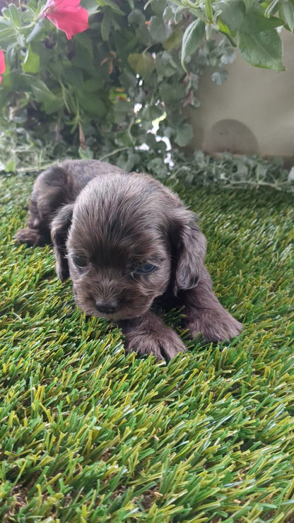 COCKER SPANIEL (07/24) MALE