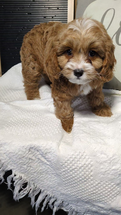 CAVAPOO (12/20) MALE