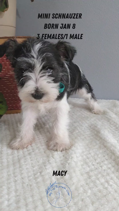 MINI SCHNAUZER (01/08) MALE