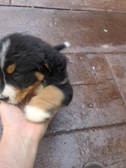 BERNESE MOUNTAIN DOG (03/21) FEMALE