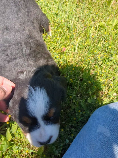 BERNESE MOUNTAIN DOG (04/24) FEMALE