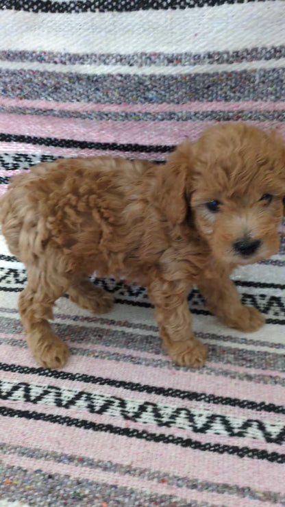 TOY POODLE (11/02) MALE