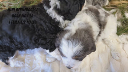 MINI BERNEDOODLE (11/28) FEMALE