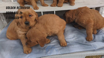 GOLDEN RETRIEVER (12/24) FEMALE