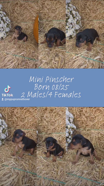 MINI PINSCHER (08/25) FEMALE