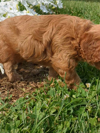 SCOUT X MOLLY CAVAPOO (MALE)