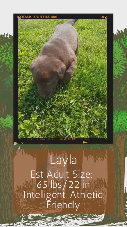 CHOCOLATE LAB (04/21) FEMALE